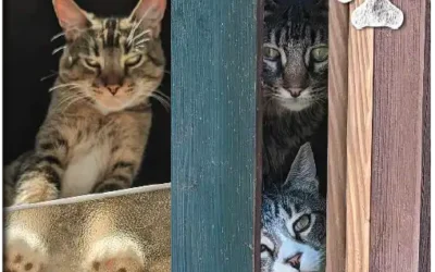 Home on the Russian River magazine’s PET OF THE MONTH for February 2026